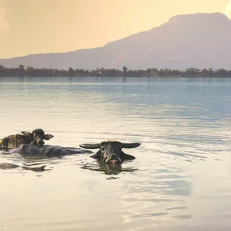 Waterbuffels in Do Daeng in Laos