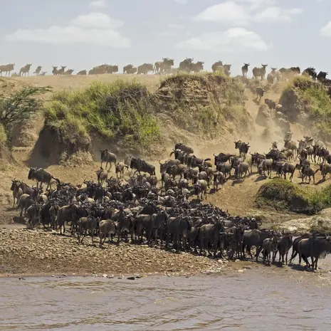 Migratie van gnoes en zebra in Tanzania