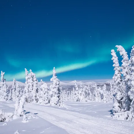 Winterlandschap nabij Fairbanks, Alaska, Amerika