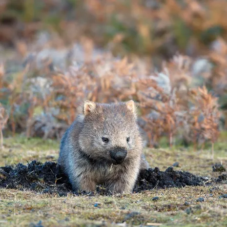 Wombat_Australie_5959