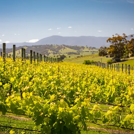 Yarra-Valley-wijngaarden-uitzichten