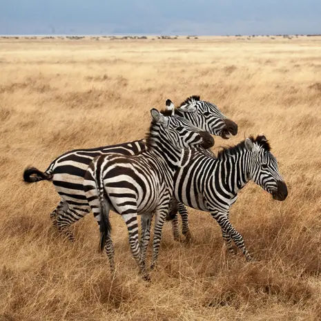 Zebra's spotten in Botswana