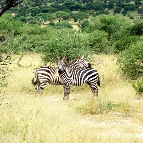 Twee zebra's in het groene Tarangire