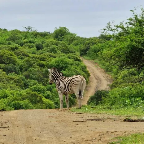 Zebra op pad in Zuid-Afrika