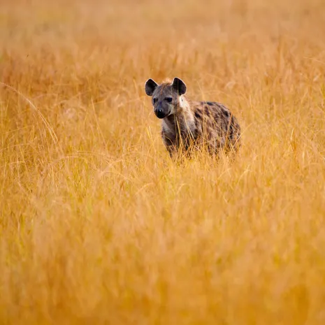 De hyena gaat op zoek naar voedsel, Zuid-Afrika