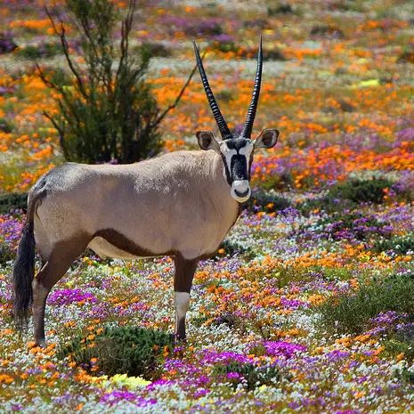 Deze Oryx staat in een wel heel mooi stukje natuur, Zuid-Afrika