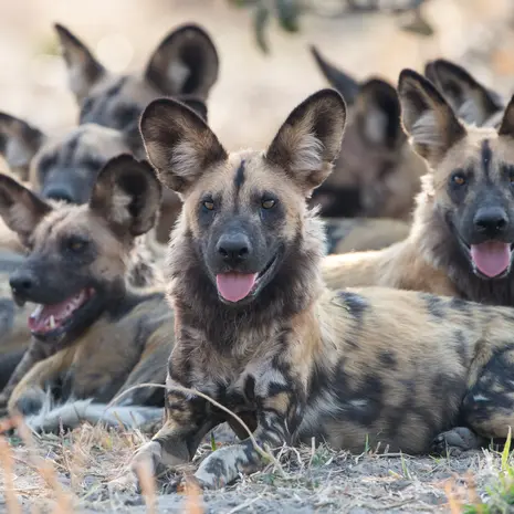 Een groep wilde honden, Zuid-Afrika