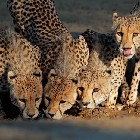 Cheeta's drinken water bij de poel in Zuid-Afrika