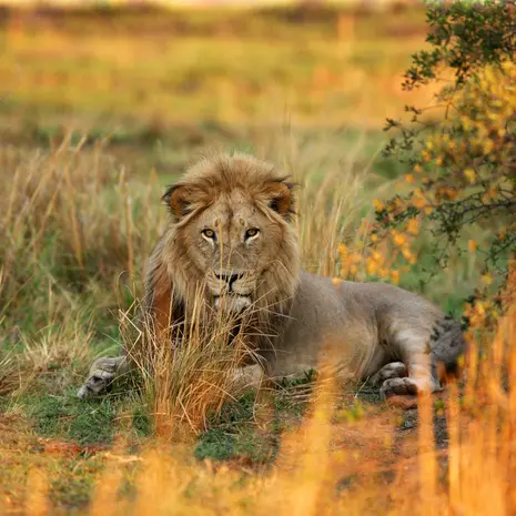 Deze leeuw houdt de wacht in de natuur, Zuid-Afrika