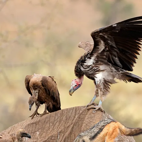 De gieren hebben honger, Zuid-Afrika