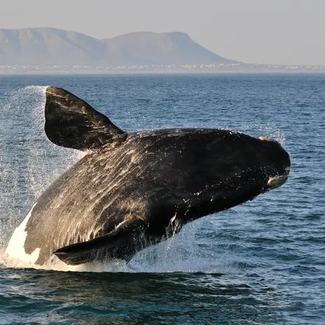 Hermanus