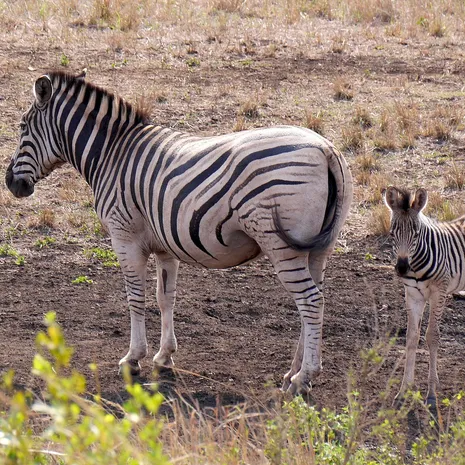 Zebra's bij Hluhluwe