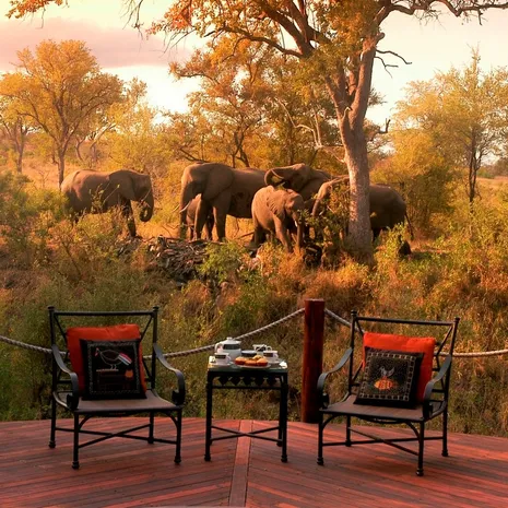 Wild spotten vanuit de Safari Lodge in het Krugerpark