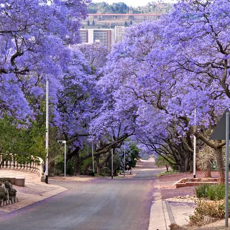 De jacarandabomen kleuren paars in oktober in Pretoria