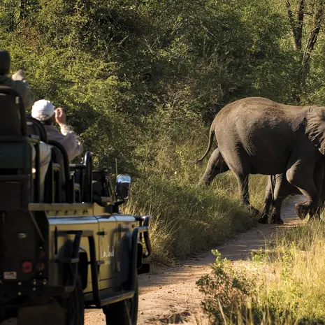 Op safari in een privé wildreservaat, Zuid-Afrika