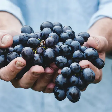 In Mendoza is een bezoek aan enkele bodega’s om de typische rode Malbec wijn te proeven een must
