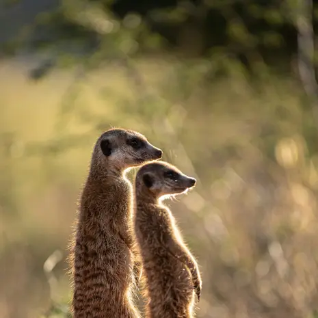 Stokstaartjes spotten tijdens deze familiereis in Kgalagadi Transfrontier Park