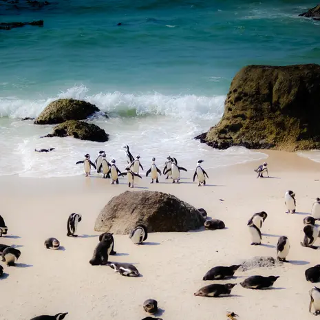 Spot pinguïns bij Boulder Beach in Kaapstad