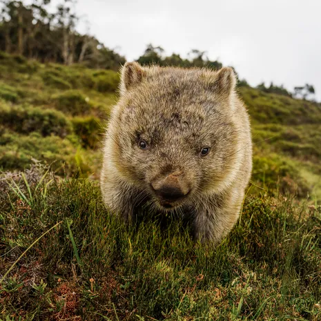 Wombat in Cradle Mountain N.P. Tasmanië, Australië