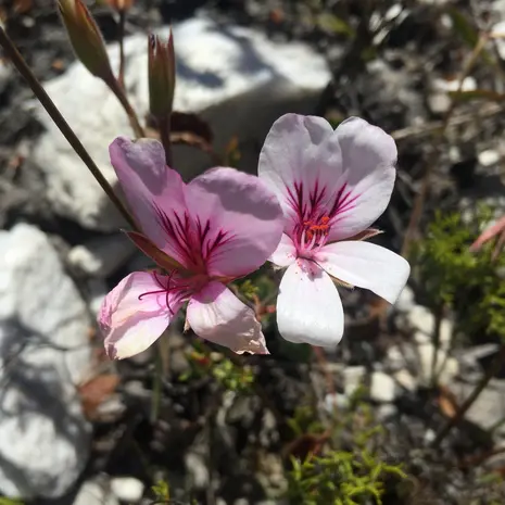 Bloemen in Zuid-Afrika