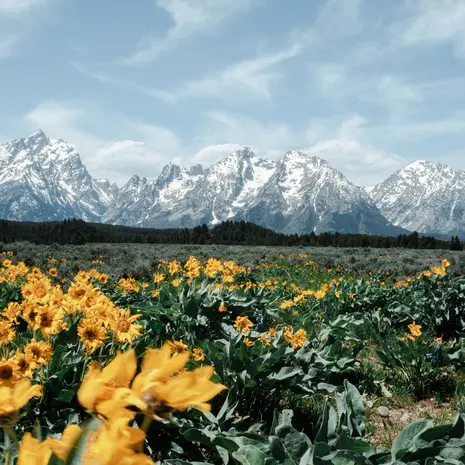 Prachtige Panorama's in Grand Teton National Park