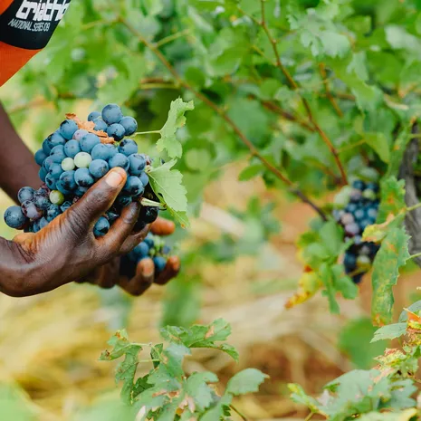 Druiven worden geoogst om wijn te produceren in Tanzania