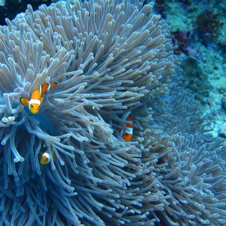 Snorkelen op Bali