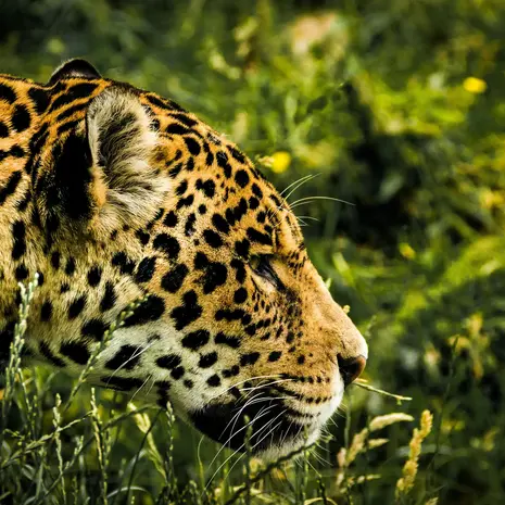 Kans om jaguar te spotten in Madidi Nationaal Park in Bolivia