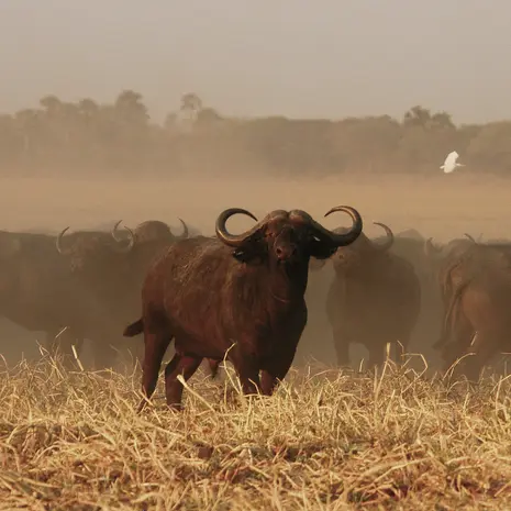 Buffel in Kenia