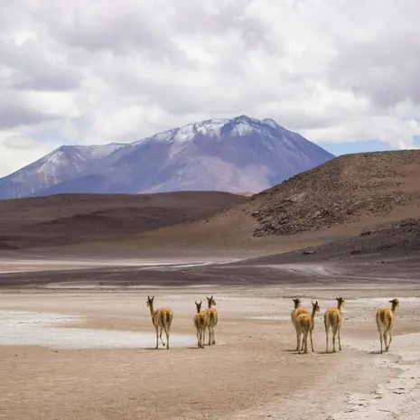 Lama's in Bolivia