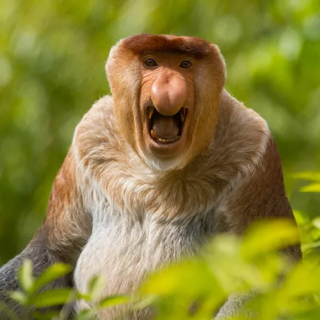 Batang Ai Nationaal Park