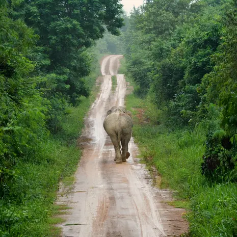 Olifanten in het wild in Pranburi in Thailand