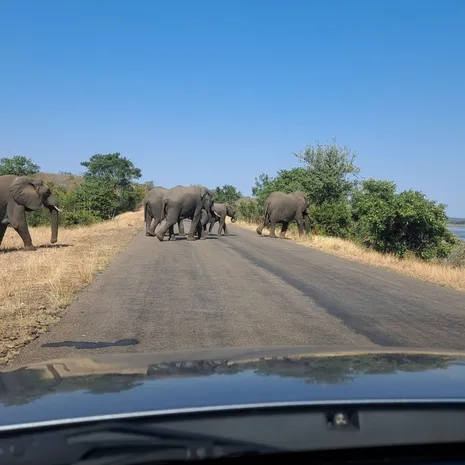 Olifanten spotten op safari in het Kruger National Park