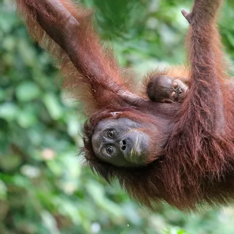 Orang oetans spotten in Borneo, Maleisie