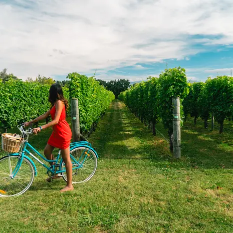 Reizen door de wijngebieden van Nieuw-Zeeland