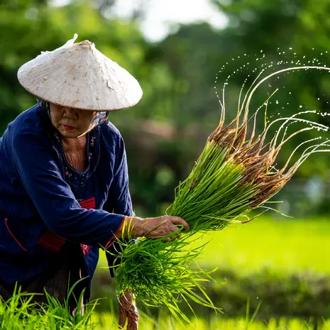Ontdek de geheimen van Thailand tijdens deze veelzijdige rondreis