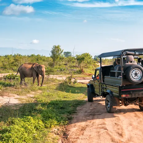 Oog in oog met een olifant tijdens een safari