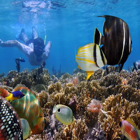 10 favoriete duikbestemmingen van onze reizende collega's