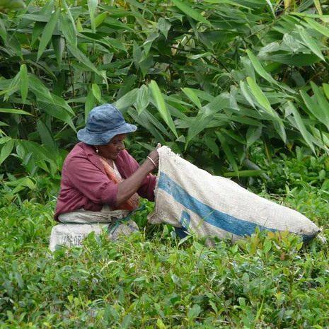Mauritiaanse thee plukken