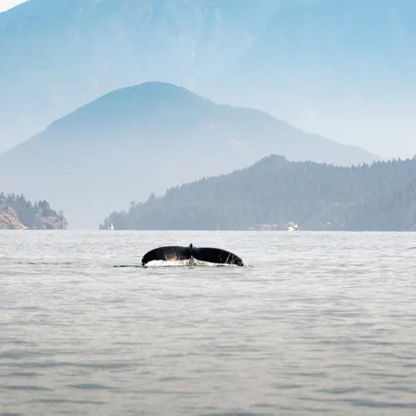 Beren, walvissen & orka’s in Vancouver, Canada