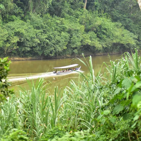 Varen in Taman Negara, Maleisie