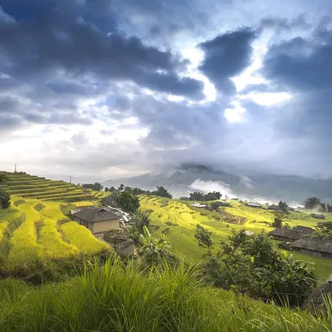 Rijstveld in Vietnam