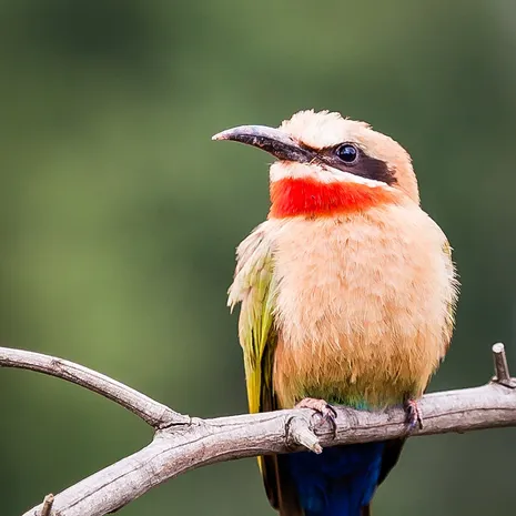 White fronted bee eater in Swaziland