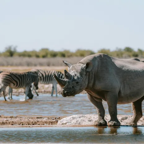 Neushoorns in Namibie in Etosha National Park