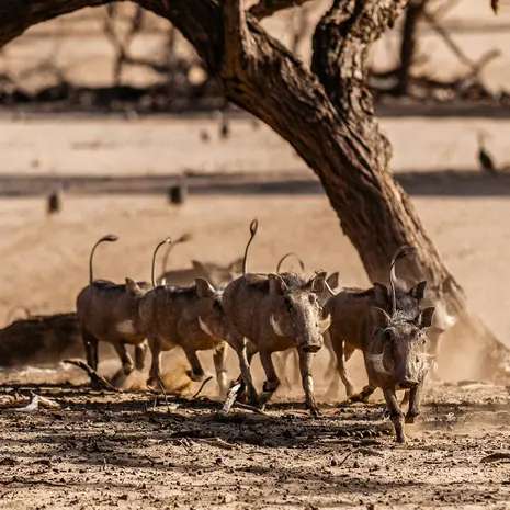 Wildlife in Namibië