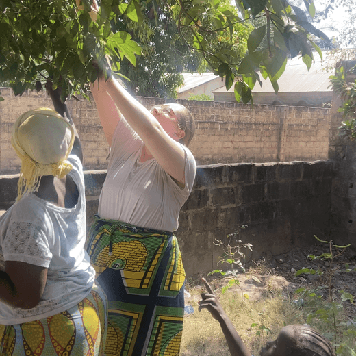 Gambia Tanji sinaasappels plukken