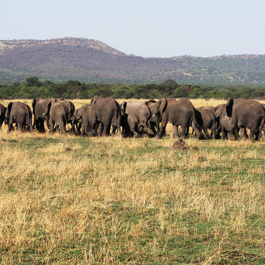Olifanten spotten tijdens mijn safari in Tanzania