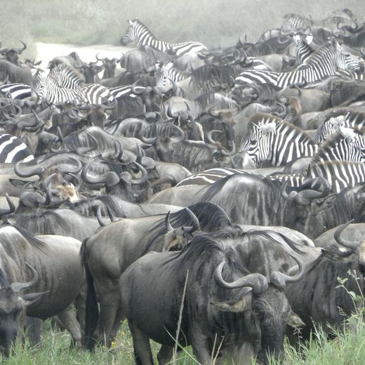 Gnoes en zebra's zijn begonnen aan de migratie in Tanzania