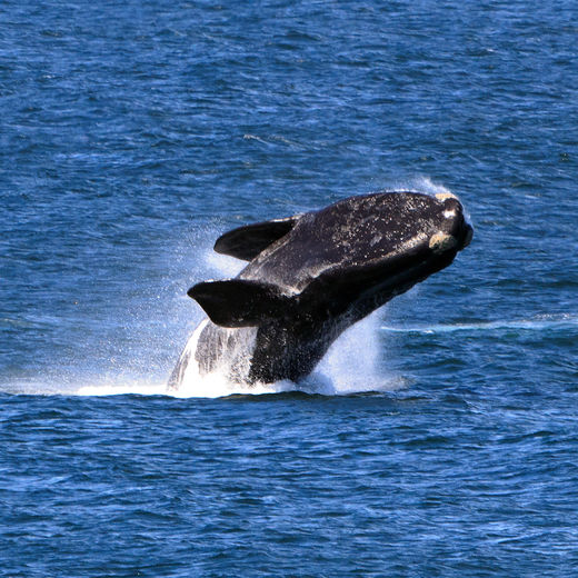 Walvissen spotten bij de kust van Zuid-Afrika