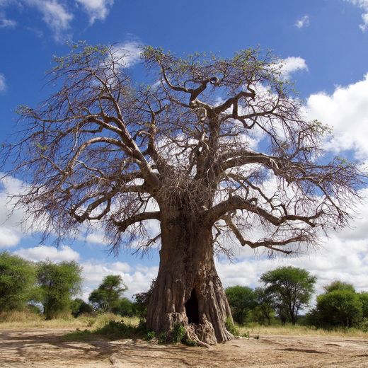 Baobab boom in Tanzania